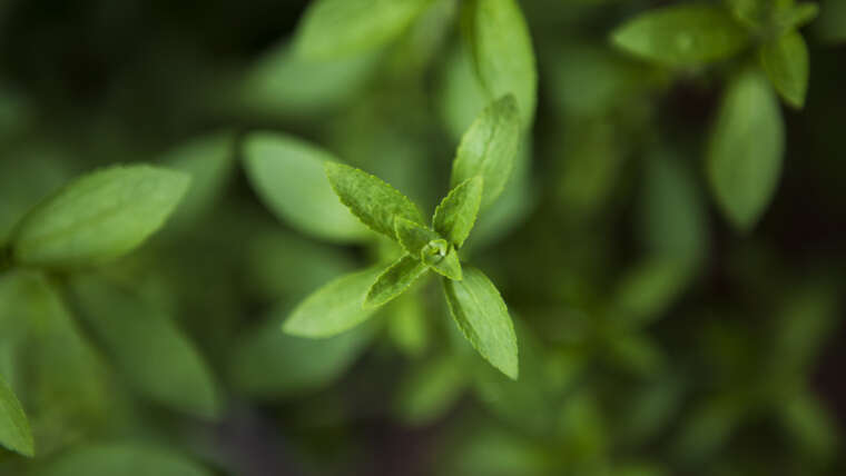 Augusta Plant Producing New Stevia Sweetener Touted As Environmentally Friendly